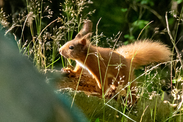 Red squirrels